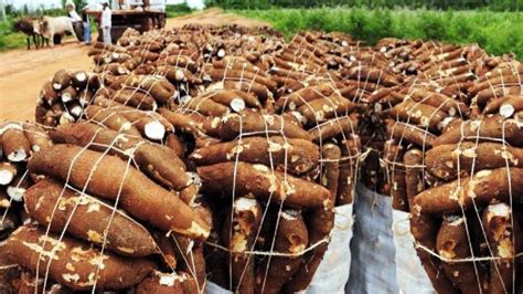 Le Début du Culturage des Manioc au Brésil: Une Invention Agricole Précoce et son Impact sur la Société Ancienne.